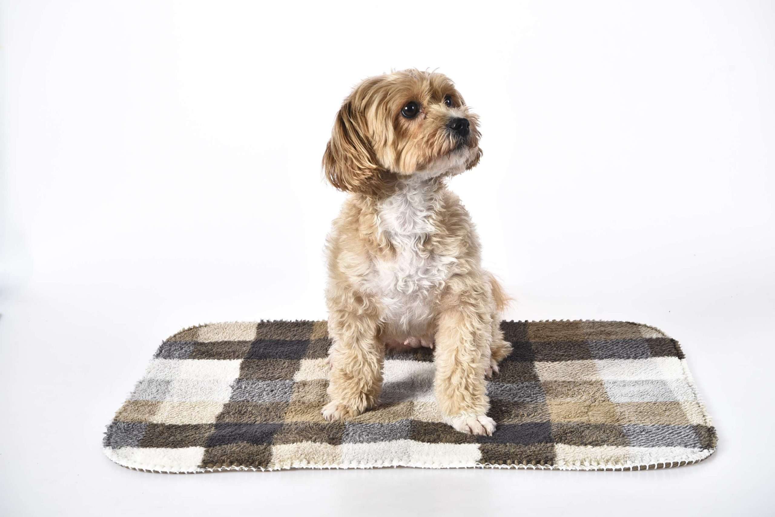 plaid dogs blanket