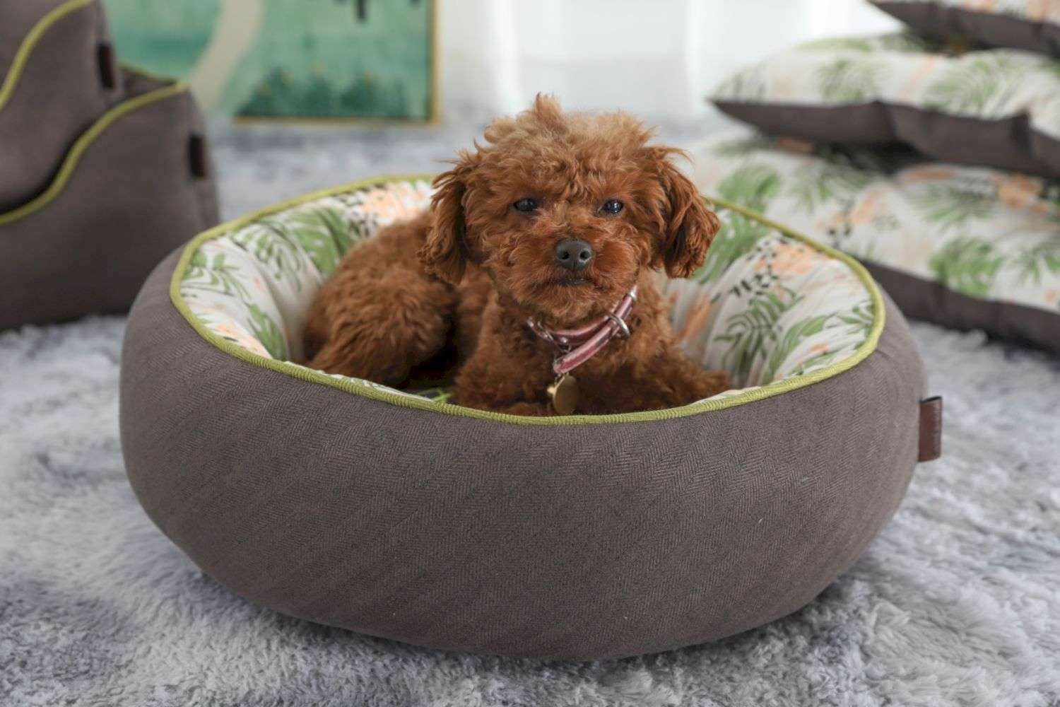 removable cushion dog cat bed