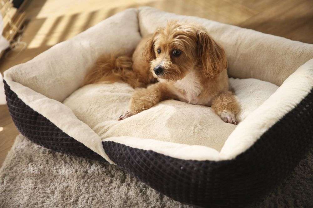 super cozy dog bed