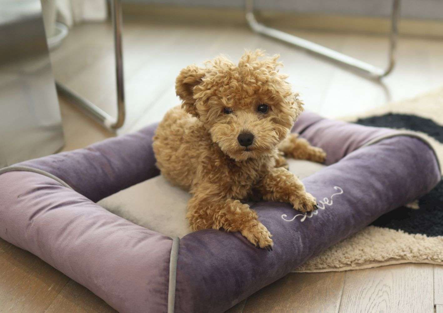 superweiches Plüsch-Katzenbett