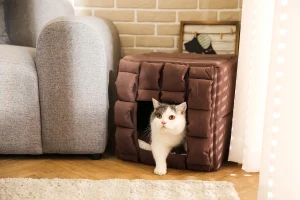 What Kind of Beds Do Cats Like