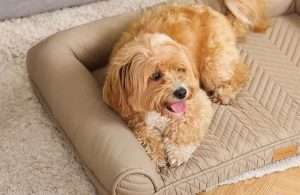 Bolster Dog Bed