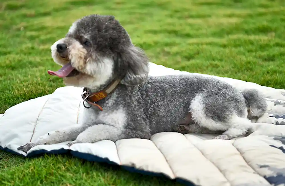 Comprar camas para mascotas al por mayor