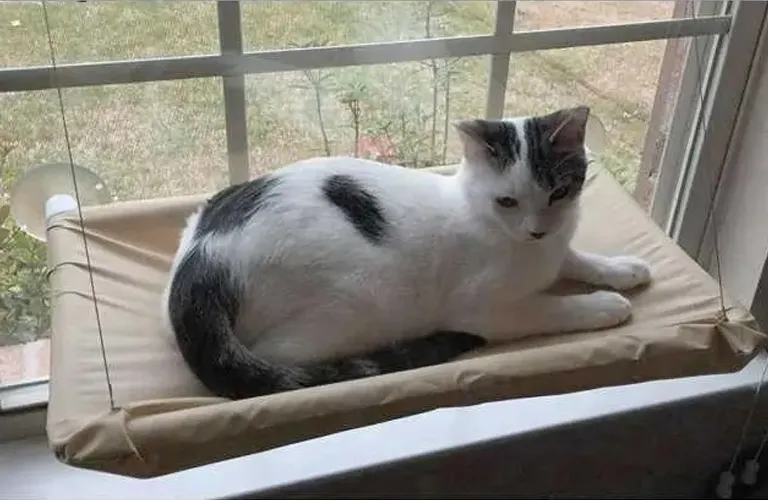 Cat Window Beds