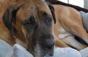 Dog Beds for Large Dogs