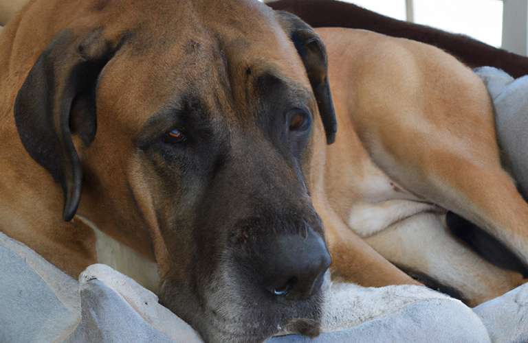 Camas para perros para Perros Grandes