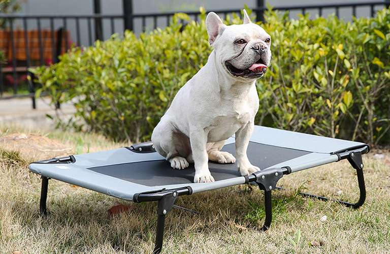 Elevated Security and Visibility with Raised Dog Beds