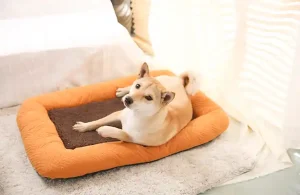 What Beds Do Dogs Like Best