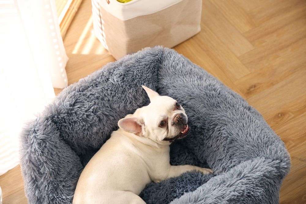best calming pets bed