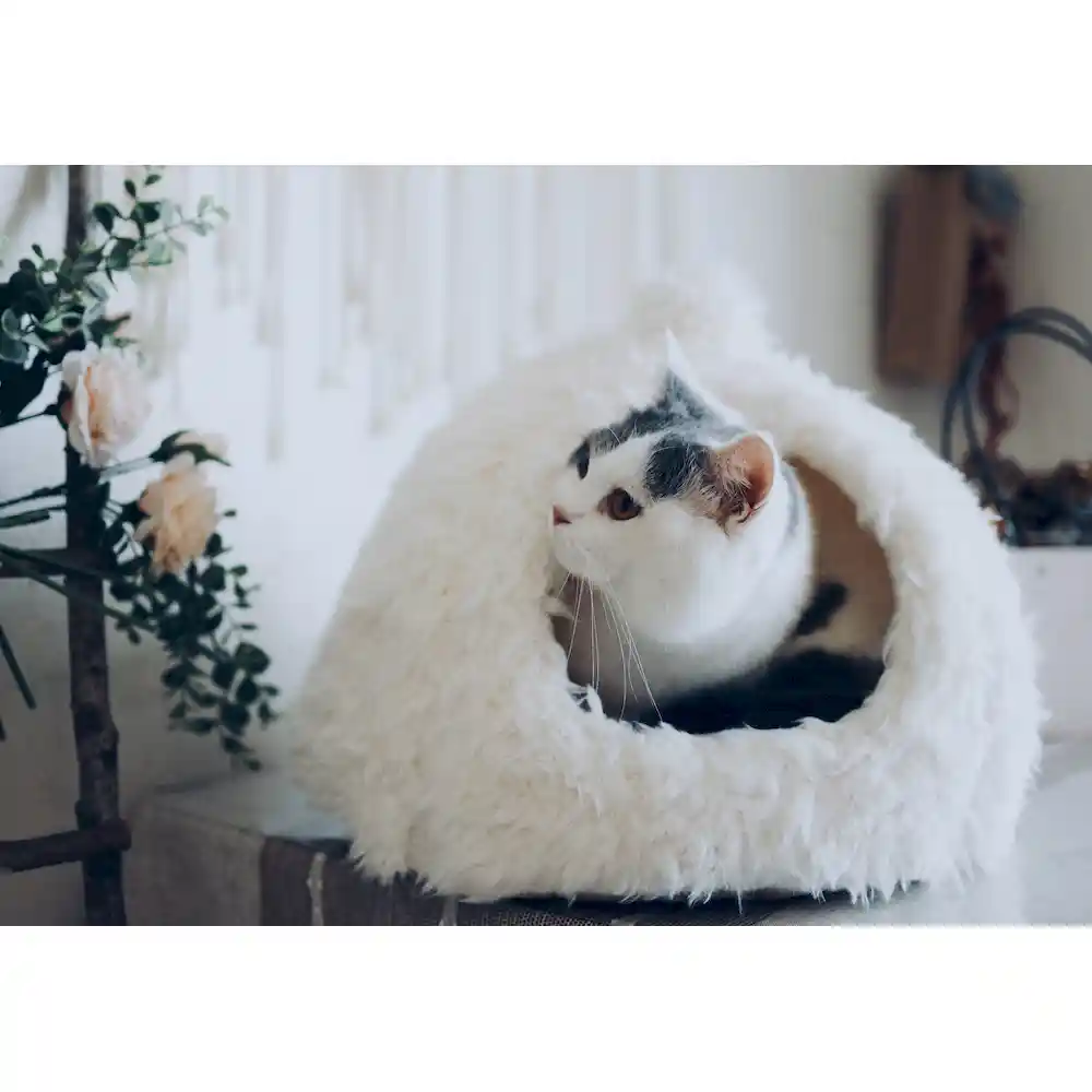 cat cave for dogs supplier