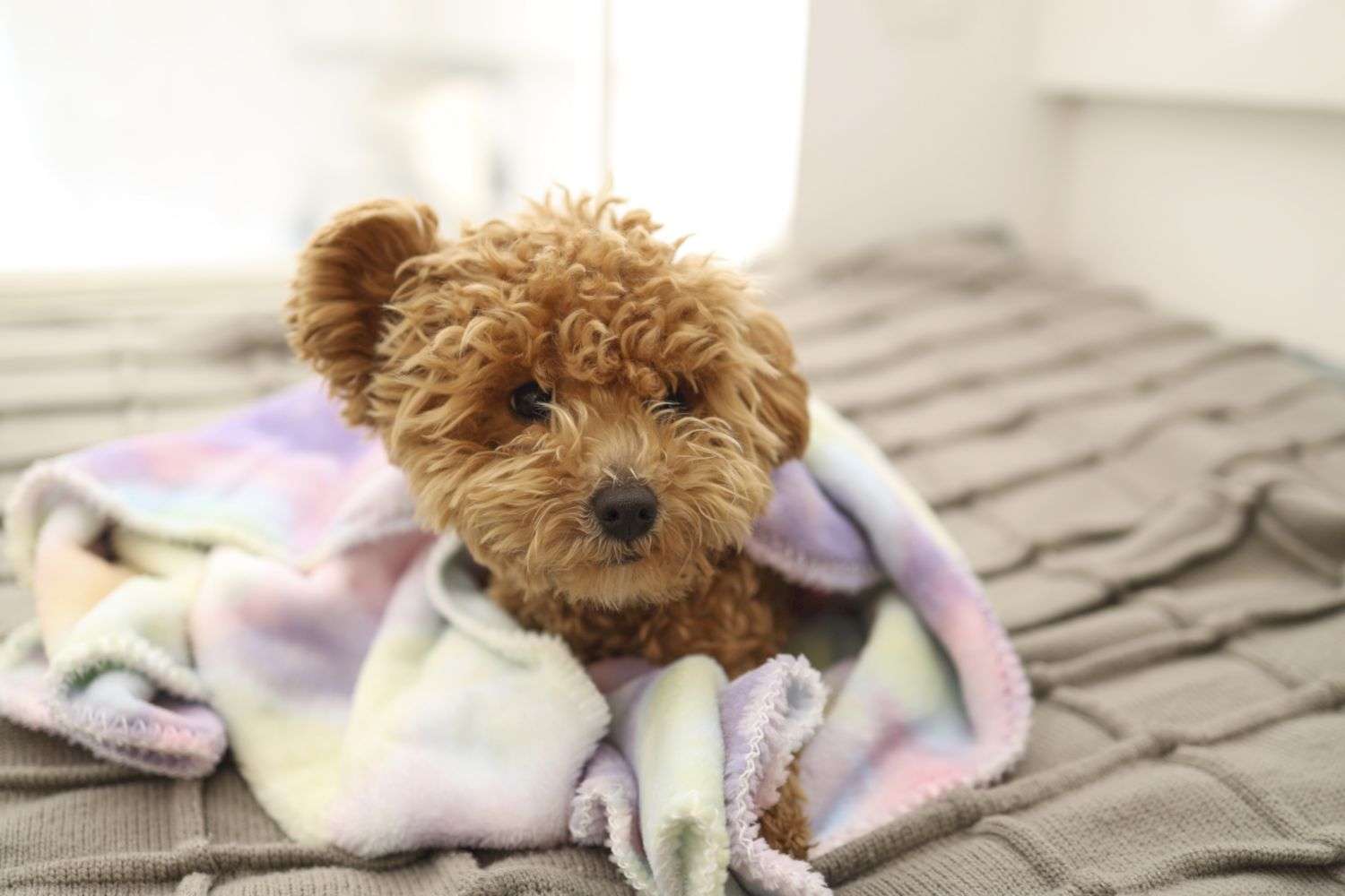 colorful printed dog blankets
