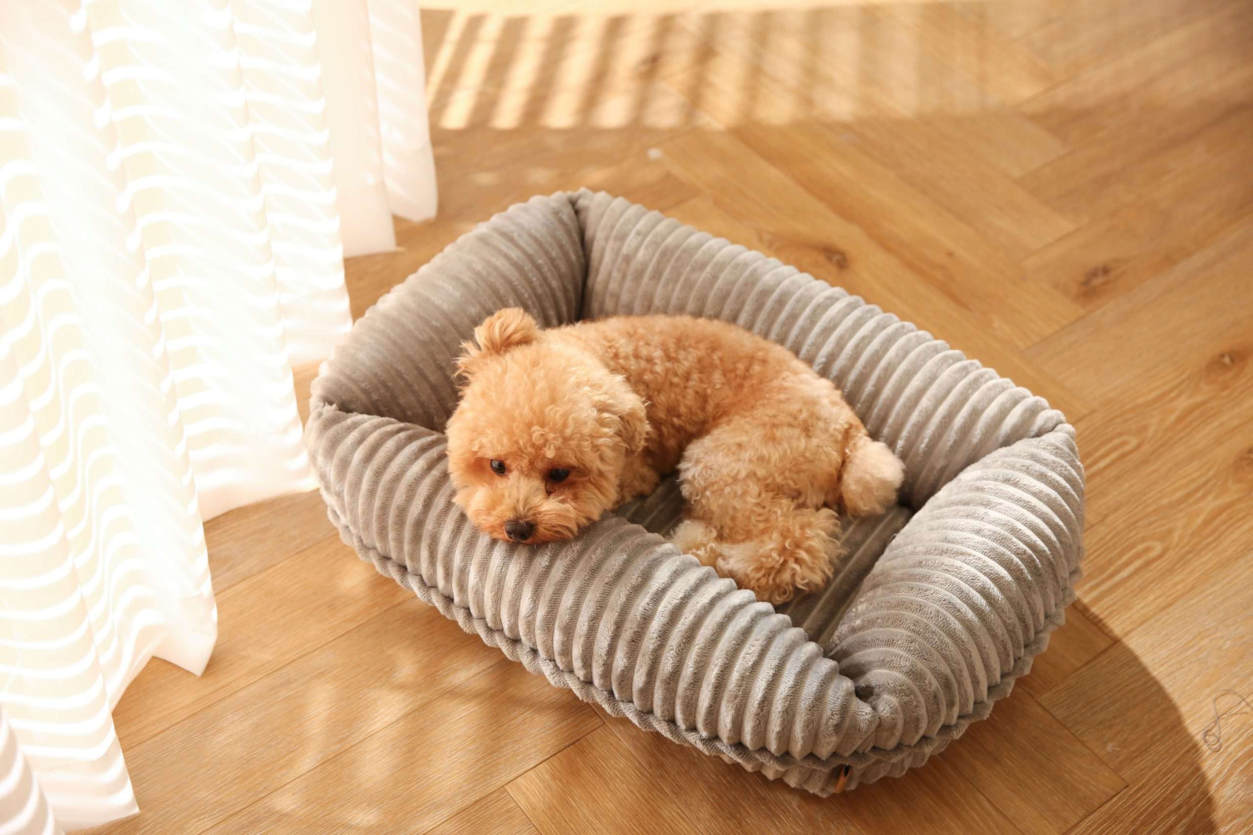 dogs beds with removable cover