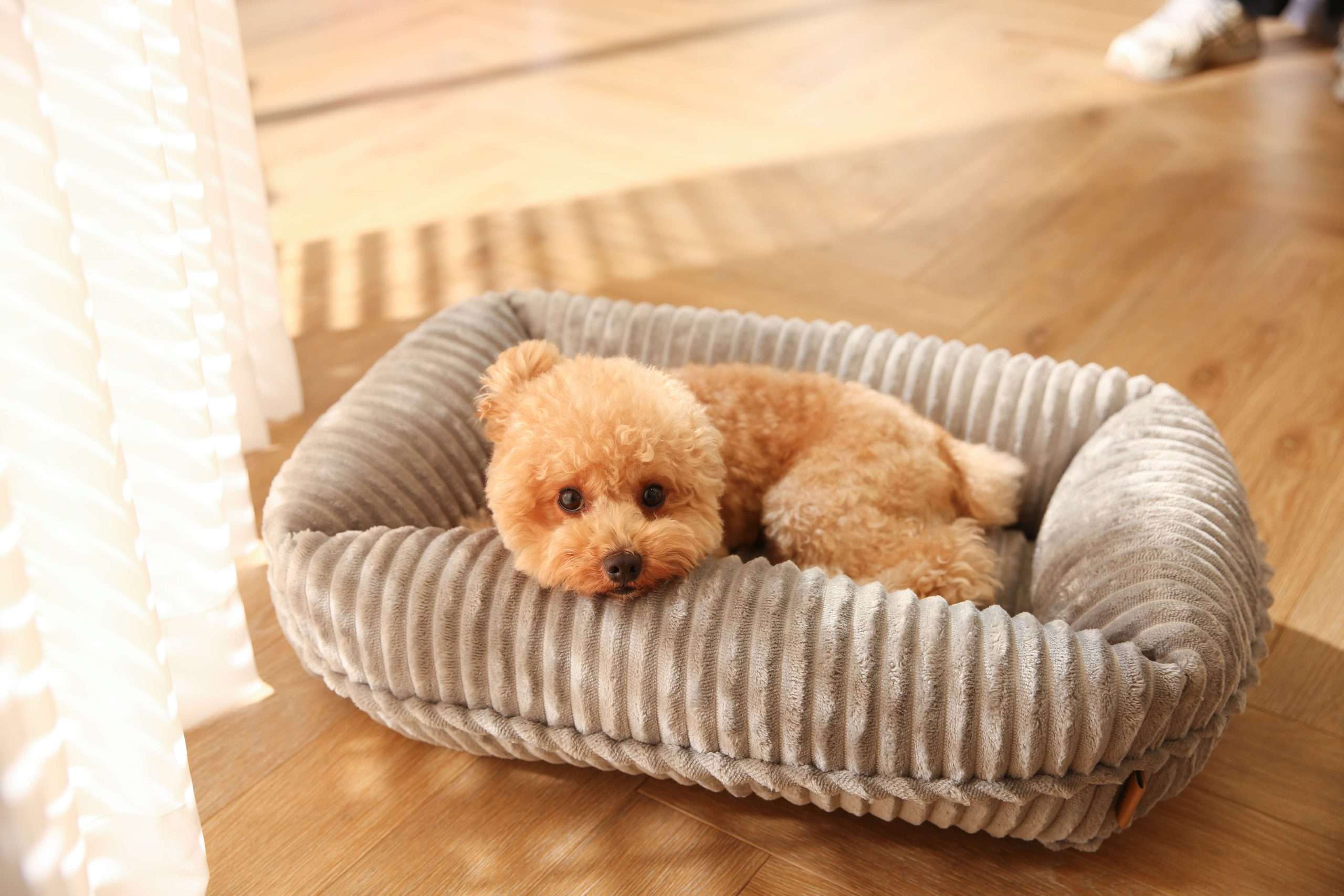 indoor dog beds