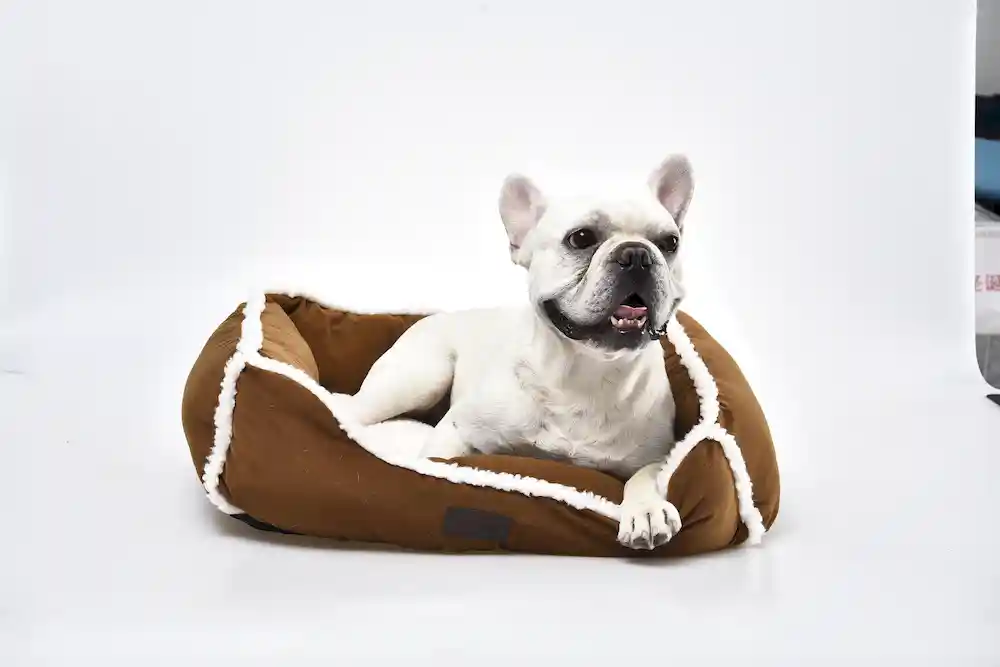 modern dog beds