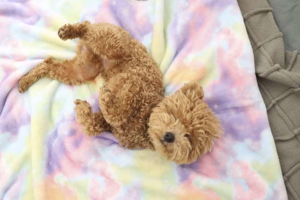 soft colorful print dog blankets