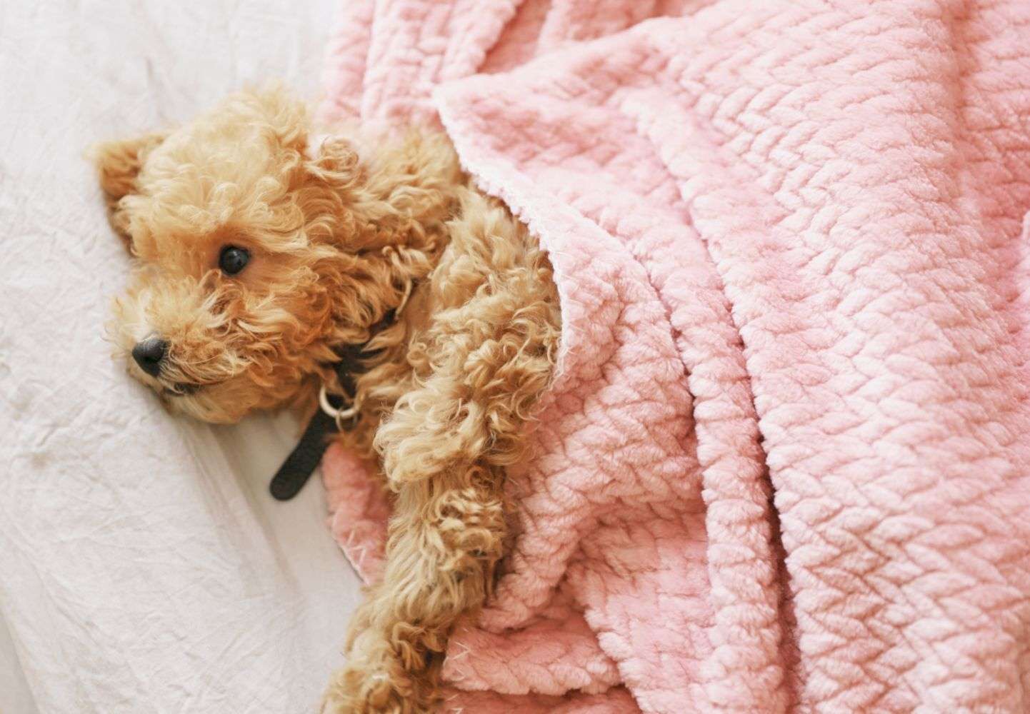 soft dog sleeping blanket