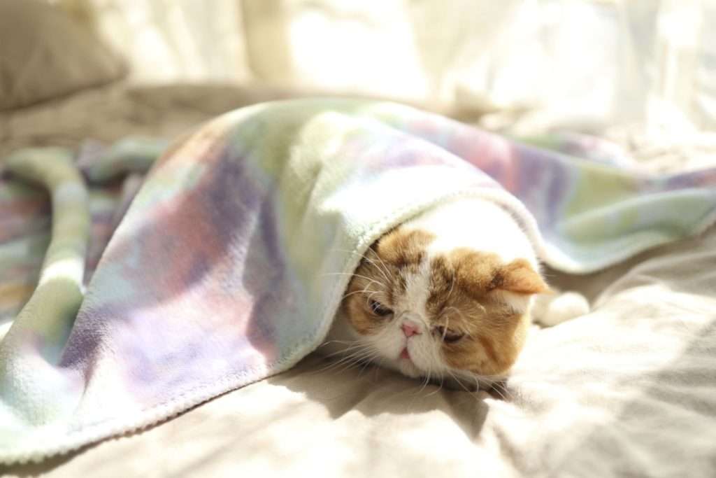 soft printed dog blankets