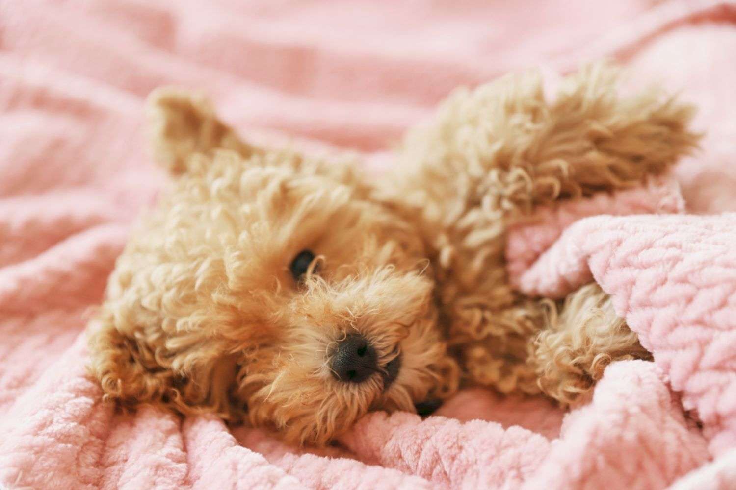 warm dog sleeping blanket
