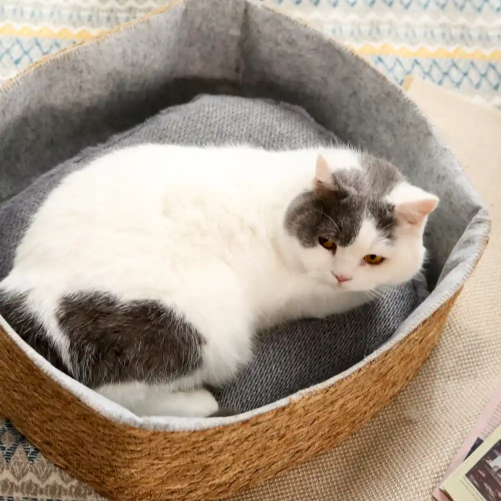 Felted Wool Cat Bed