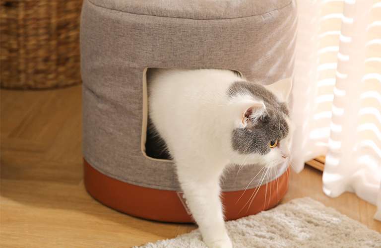 gato caverna cama