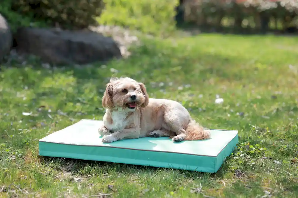 fournisseur de lits rembourrés pour chiens