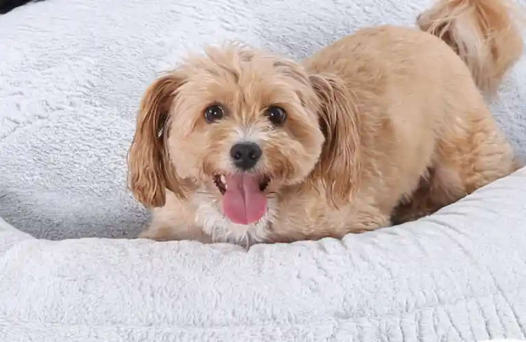 cama humana para cães