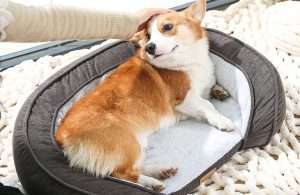 pet beds in bulk