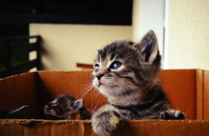 Sourcing Wholesale Cat Cave Beds