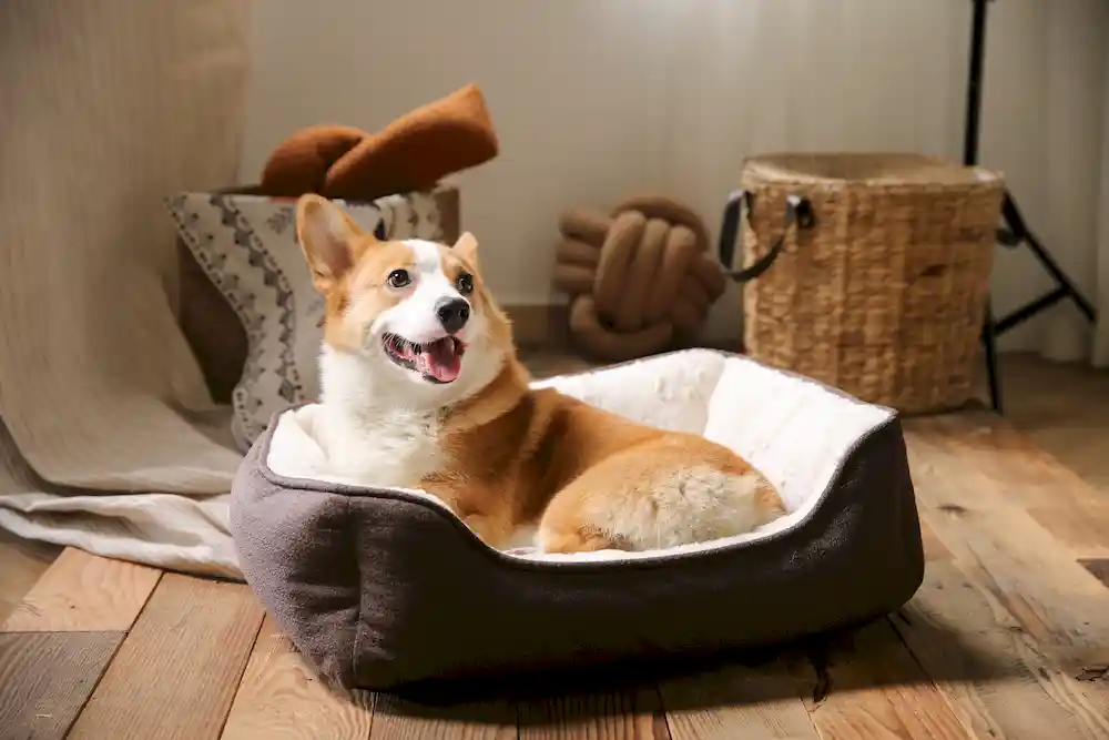 fábrica de camas para cães com estampado de patas
