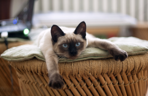 pet bed for camping