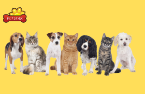 wholesale pet products