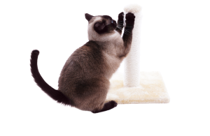 cat scratcher post