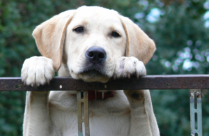 upscale dog beds