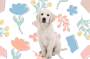 Memory Foam Pet Beds
