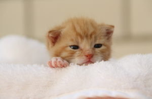 eco cat beds