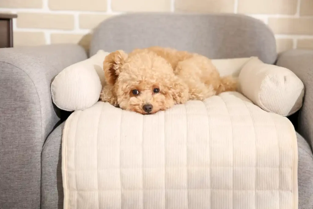 sofa bed for dog factory