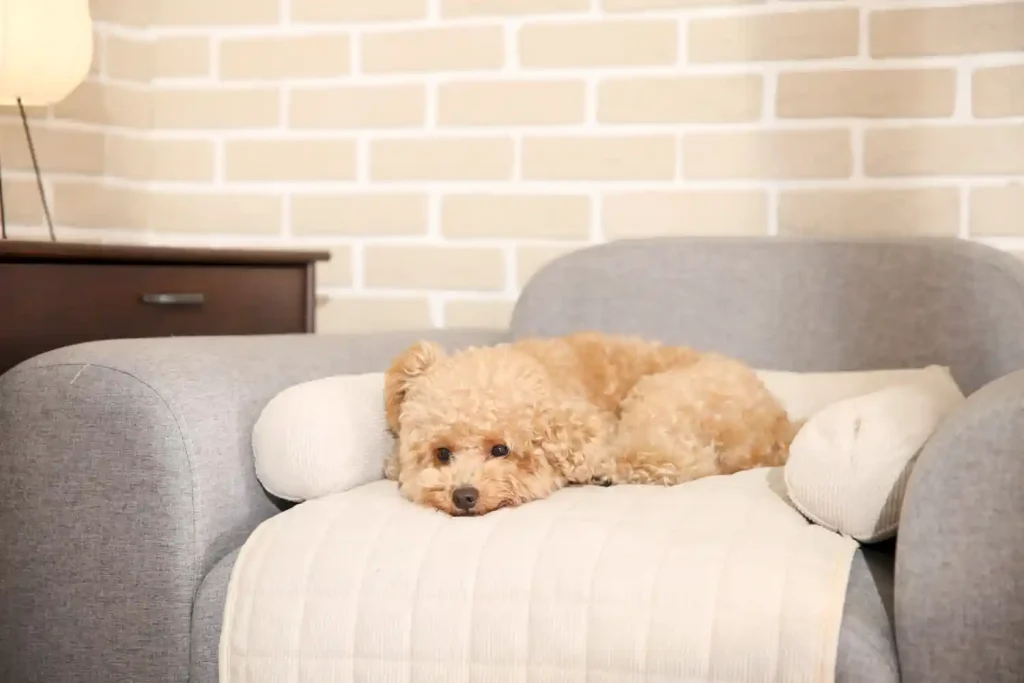 sofa bed for dog in bulk