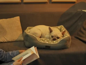 Antibacterial Dog Beds