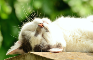 Wholesale Cat Furniture