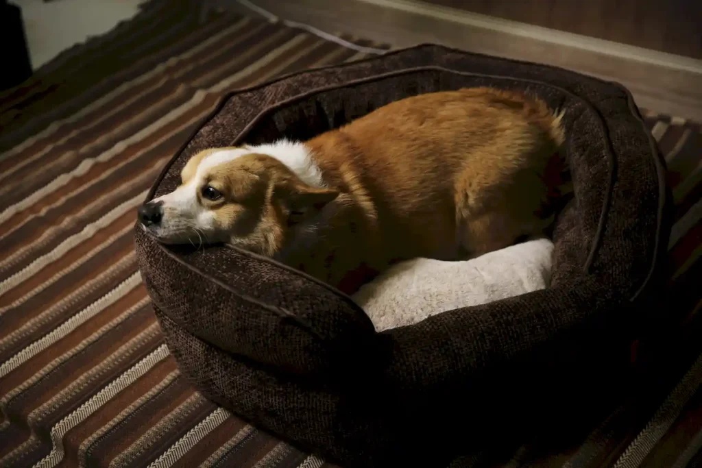anti chew dog beds OEM