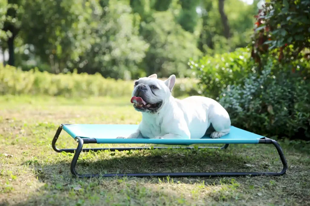 elevated cooling dog bed factory