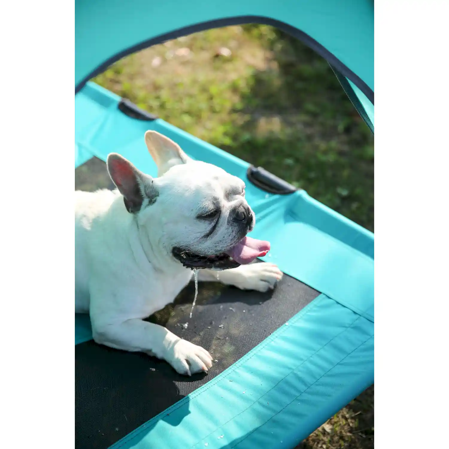 elevated dog bed with canopy Manufacturer