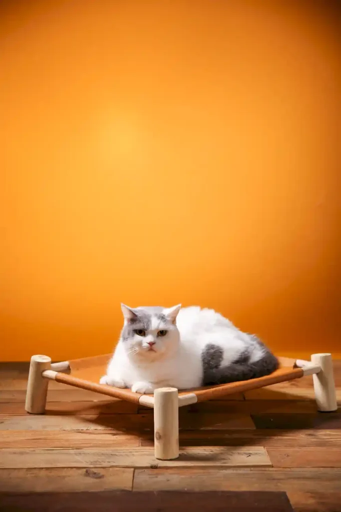 elevated large dog bed