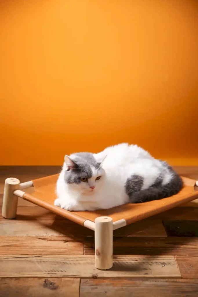 elevated large dog bed