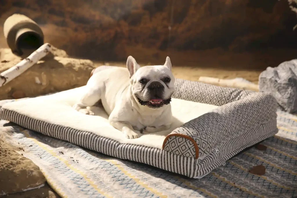 luxurious pet sofa beds