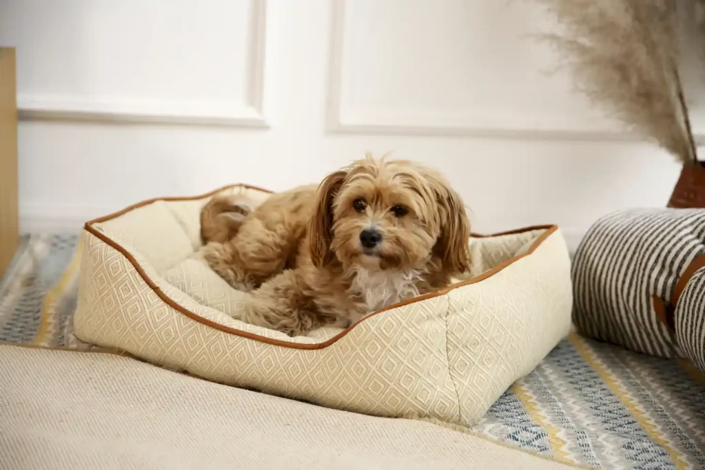 luxury pet beds for small dog export