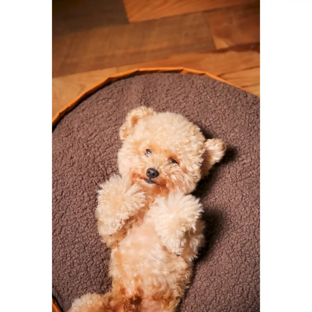 reversible dog bed wholesalers