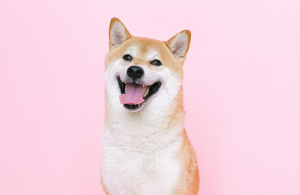 Sourcing Dog Beds