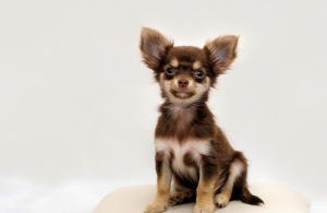 sourcing pet beds