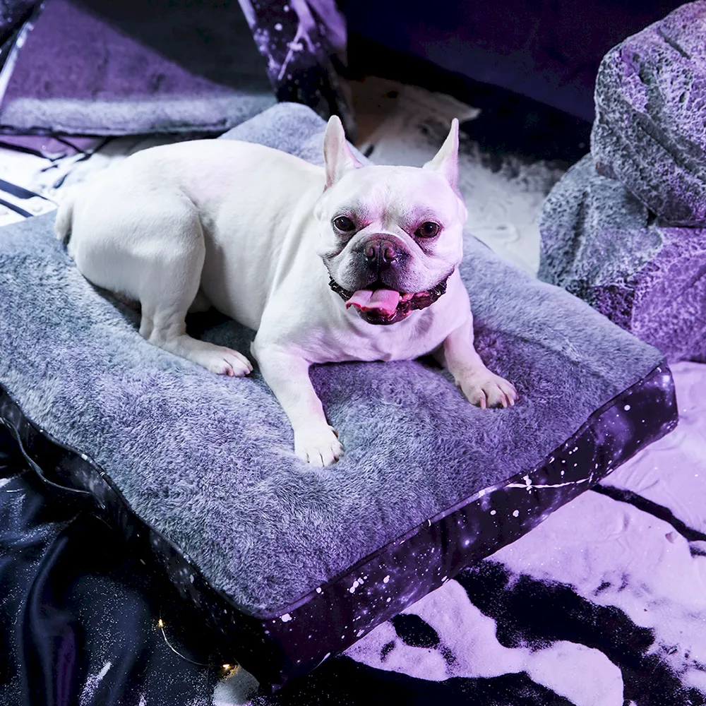 pet bed mattress supplier